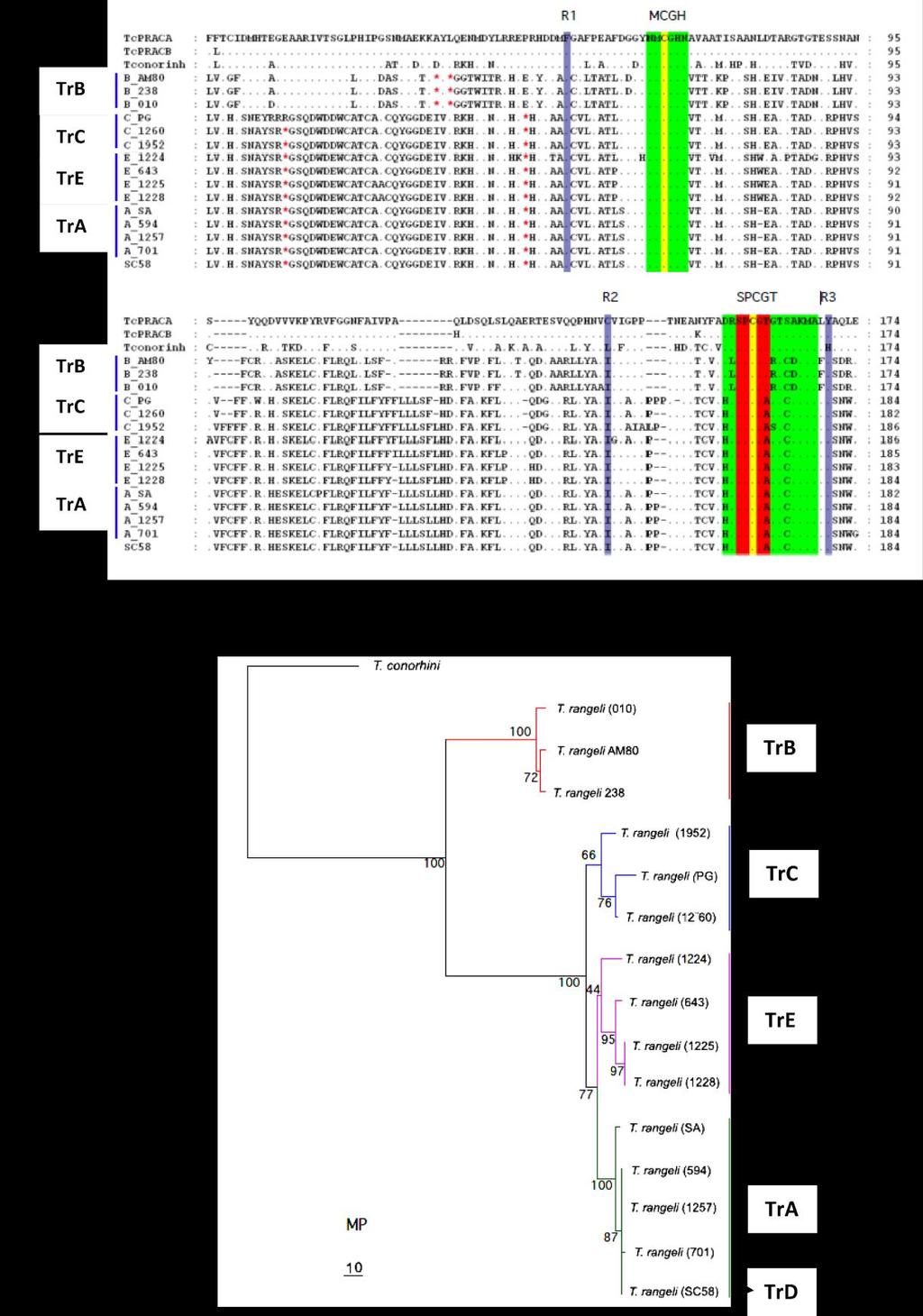 Figure 5 (A). Amino-acid alignment of PRAC pseudogene sequences from isolates of T.