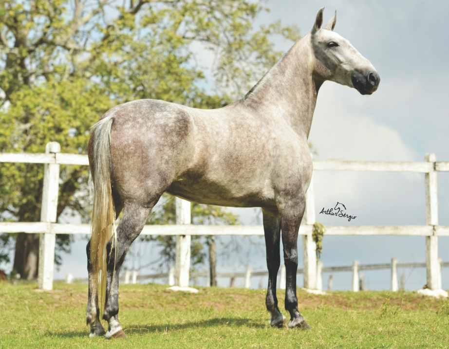 06 EMBRIÃO A COLETAR B COM OPÇÃO DE ÓVULO EMBRIÃO POR AMADO IPÊ OU