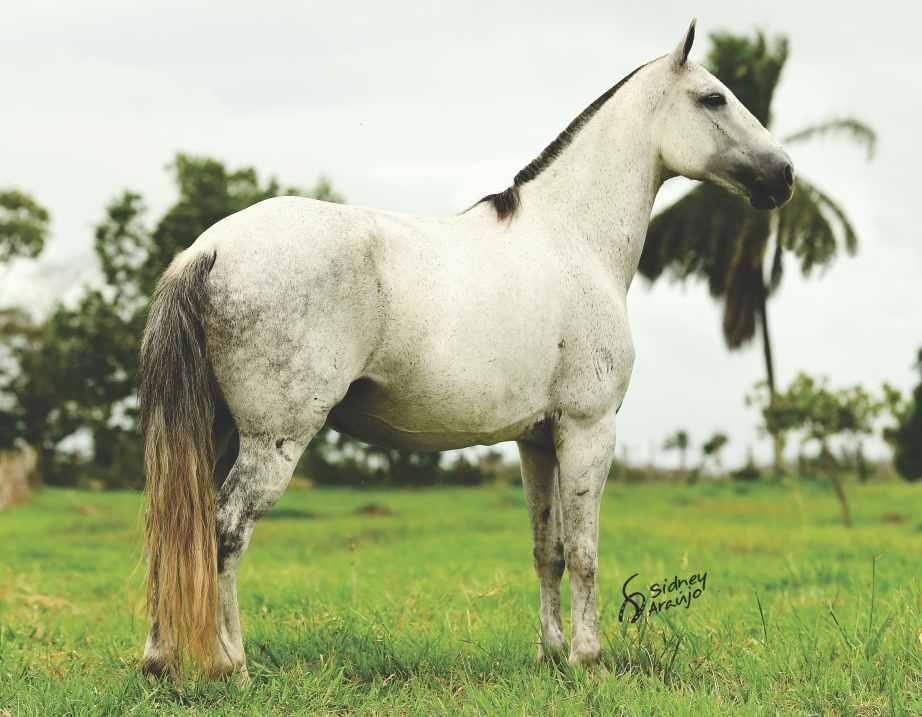 16 ESTÁ AÍ UMA ÉGUA COM DIVERSOS TITULOS EM PISTA, LITERALMENTA A VENDA NO LEILÃO TOP BAHIA.