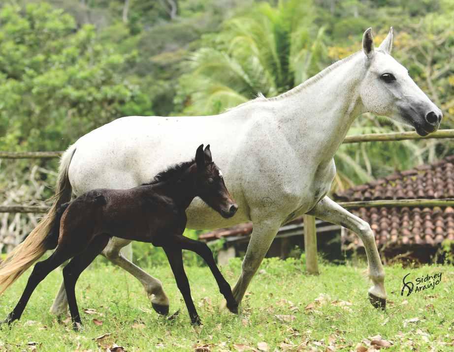 21 MATRIZ DAS MELHORES BASES DE MARCHA, LOTE 3 EM 1, EXCEPICIONAL POTRO DE MARCHA PICADA, FILHO DO PIERRE EAO, PAMPA DE PRETO, E COBERTA PELO TORINO MARIMBÁ, CAMPEÃO DOS CAMPEÕES BRASILEIRO DE MARCHA.