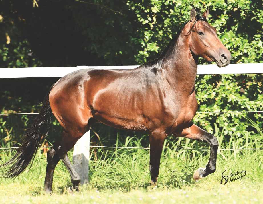 24 CAVALO JÚNIOR, QUE APRESENTA UMA MARCHA PICADA DE EXTREMA QUALIDADE, COM POTENCIAL DE PISTA, ALIANDO AINDA MUITA BELEZA E UM EXCELENTE TEMPERAMENTO DE SELA.