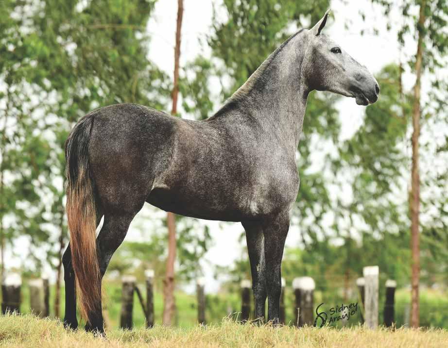 35 POTRA DE 3 ANOS, PRENHA DE HERCULES DA ESCADINHA, ESTE, PAI DE GLÓRIA DA BAIXA GRANDE, FILHA DA GAMBOA DA ESCADINHA, VENDIDA NESSE MESMO LEILÃO EM 2014 PRENHA DELE, QUE FOI RESERVADA CAMPEÃ POTRA