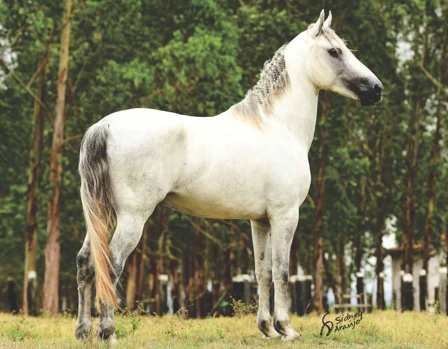 36 POTRO DE 3 ANOS, FILHO DRINK LJ, PAI DE VÁRIOS CAMPEÕES, INCLUSIVE DOIS NACIONAIS, HERDEIRA DA ESCADINHA E JUNCO DA ESCADINHA, ESTE ÚLTIMO, IRMÃO PRÓPRIO SEU, SENDO CAMPEÃO NACIONAL