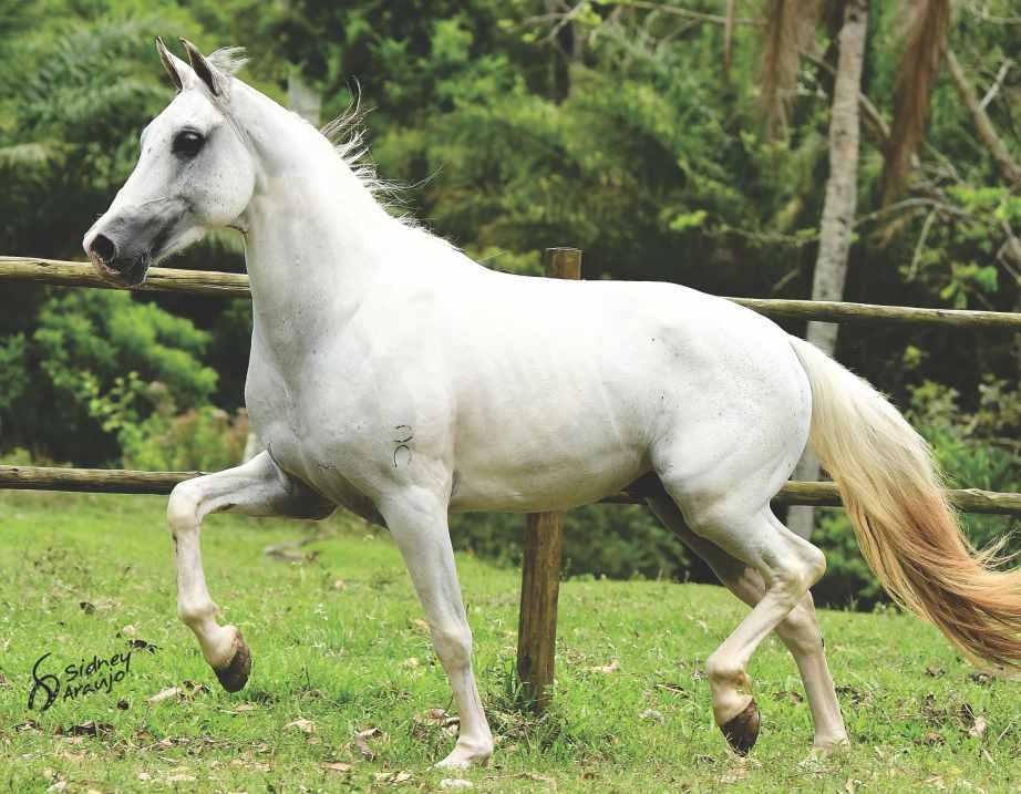 40 EXCELENTE CAVALO PAMPA DE TORDILHO, NA MARCHA PICADA, COM GENÉTICA DAS MELHORES, FILHO DO TORINO MARIMBÁ, CAMPEÃO DOS