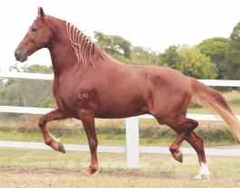 NA LINHA BAIXA VAI AO GRANDE RAÇADOR EXTRATO DO MINATTO. OPORTUNIDADE DO LEILÃO!!!! Ventania E.A.O. FÊMEA REG: 286075 NASC: 06/03/2017 VENDEDOR: HARAS EAO LARANTE D.