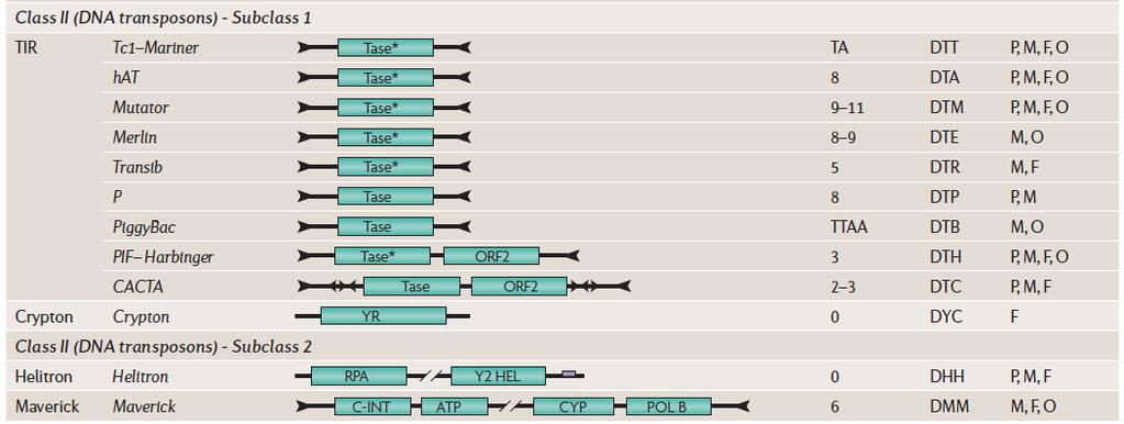 nas extremidades de inserção de um transposon. As superfamílias, por sua vez, são divididas em famílias, definidas pela conservação da sequência de DNA (Wicker et al., 2007).