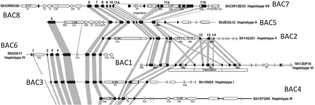 46 Figura 11. Representação esquemática dos BACs de R570 (Adaptado de Gasmeur et al.