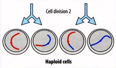 As células germinativas haplóides surgem por meio de uma divisão celular especial chamada meiose
