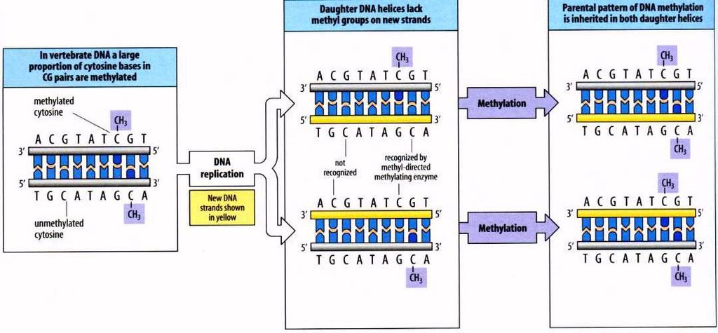 Um mecanismo para manter o imprinting é metilação de DNA Há diversas doenças genéticas humanas relacionadas a metilação de DNA que envolvem desenvolvimento Fertilização fusão do óvulo e do