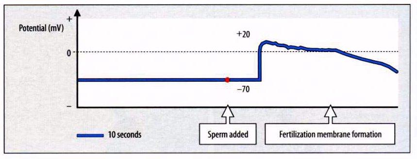 Em ouriço-do-mar há um bloqueio rápido da polispermia desencadeado por uma despolarização transiente da membrana plasmática, alguns