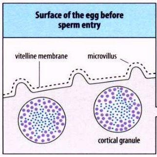 fertilização (= grânulos corticais + membrana vitelínica) Em camundongos não há despolarização da membrana na fertilização do óvulo A