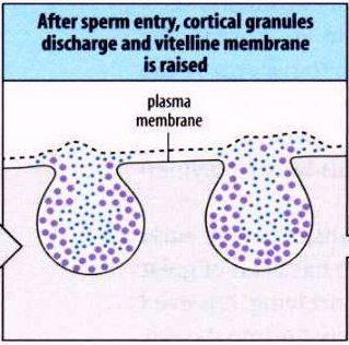 Em camundongos não há despolarização da membrana na fertilização do óvulo A entrada do espermatozóide no ovo de ouriço desencadeia
