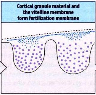 os grânulos corticais a liberarem o seu conteúdo Isso leva ao levantamento da membrana vitelínica e formação da membrana de