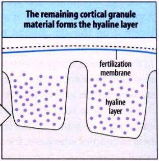 Em camundongos não há despolarização da membrana na fertilização do óvulo A entrada do espermatozóide no ovo de ouriço desencadeia uma onda de liberação de cálcio que leva os grânulos corticais a