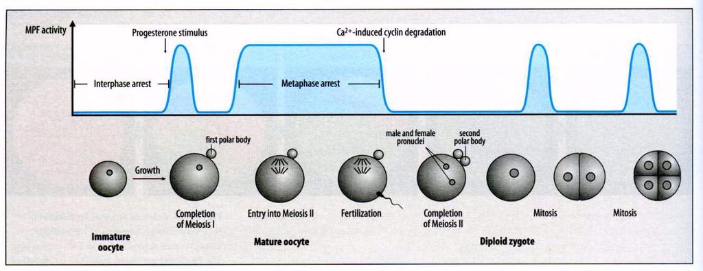 O óvulo não fertilizado de Xenopus é mantido na metáfase da segunda divisão meiótica pela presença