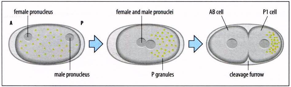 Moscas, nematóides e rãs possuem moléculas localizados num citoplasma especial do ovo que está envolvido em especificar as células germinativas Em drosófila as células polares surgem aproximadamente