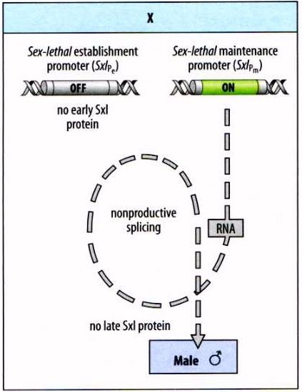 fêmeas e P e é desligado O mrna de Sxl transcrito de P m, ao contrário do de P e, só pode ser spliced no mrna da proteína Sxl se proteína Sxl já estiver presente Só fêmeas já têm proteína Sxl e
