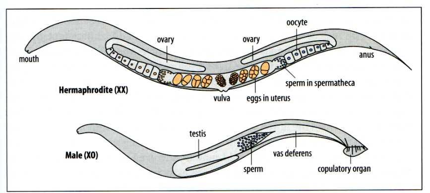 Em C. elegans, os dois sexos são uma hermafrodita autofertilizável (uma fêmea modificada) e um macho Sexo em C.