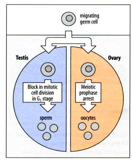 No camundongo as células diplóides precursoras das células germinativas continuam a proliferar após entrar na crista genital O desenvolvimento futuro é determinado pelo sexo da gônada onde se