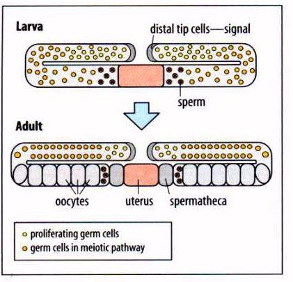 A entrada das células em meiose a partir de L3 é controlada pela CDP Na presença deste