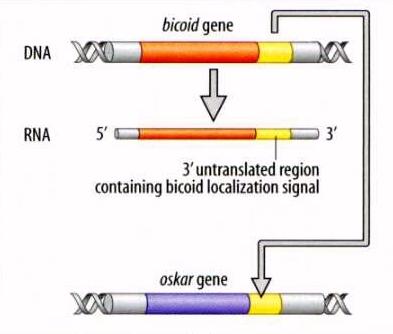 oskar é um gene envolvido na localização do germoplasma de drosófila Se os sinais de