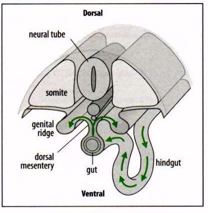 do plano do corpo ou para selecionar as mais aptas, as células precursoras migram através do embrião As gônadas dos vertebrados surgem na mesoderme que recobre a cavidade