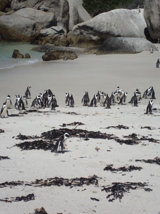 A TENTAÇÃO DA FACILIDADE PINGUINS NA ÁFRICA.