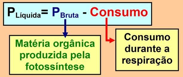 Produtividade na cadeia alimentar Produtividade bruta: