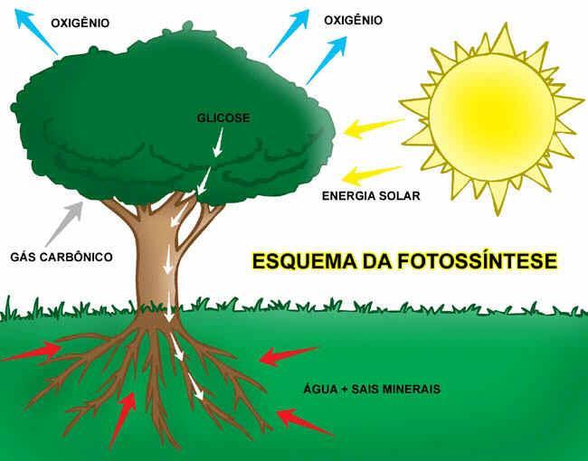 PRODUTORES FOTOSSINTETIZANTES: * Equação geral da