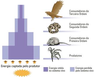 Cadeias e teias alimentares Fluxo de energia nas cadeias