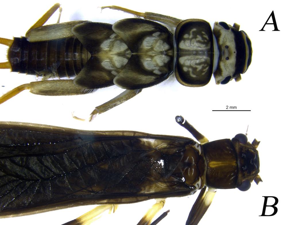 14 Figura 2. A: Imaturo de Kempnyia neotropica (LP 01). B: Fêmea adulta de Kempnyia neotropica (PPI 4).