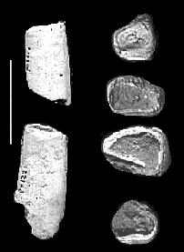 Nothrotherium maquinense (Lund)