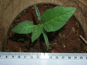 Fenologia - Descreve o crescimento de uma espécie de planta daninha como conseqüência da resposta às condições