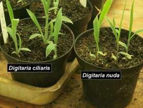 Pós-inicial Pós-inicial Pós-tardia Planta florescida perfilhamento gênero
