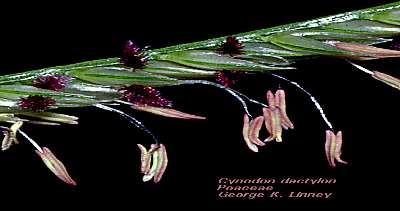 - gênero Eragrostis - capim-mimoso ou barbicha de alemão Eragrostis pilosa -