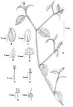 C. diffusa: caule e folha pouco pilosos;