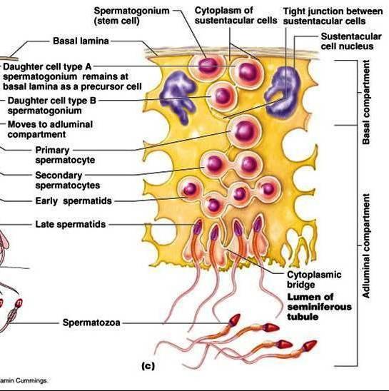 Tipos celulares nos túbulos seminíferos Células reprodutoras