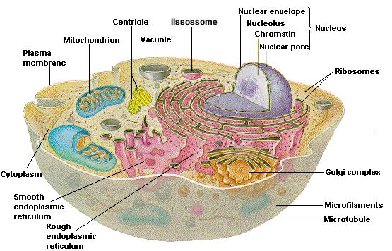 INTRODUÇÃO Quando se observa a composição química de uma célula humana (organelas) verificase a imensidão de possibilidades de reações químicas.