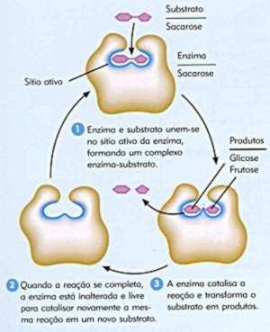 F U N C I O N A M E N T O E N Z I M Á T I C O Não se esqueça enzimas 1 0 que as 1 0 Diminuem