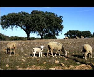 Objectivos 1. Indices de Seca 2. Episódios de seca em séries longas (desde 1901) 3. Duração da seca 4. Intensidade da seca 5. Tendência das secas em PC Alentejo - Photo - Nuno Veiga/Lusa 6.