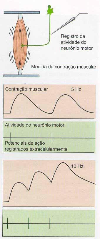 potencial de ação Contração sustentada requer sequência contínua de potenciais de ação (somação).