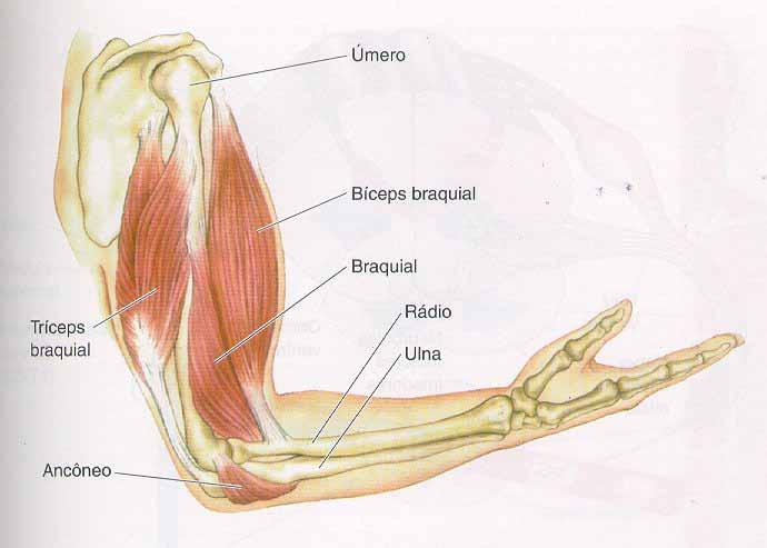 PARA EXECUTAR UM MOVIMENTO MÚSCULOS RELAXAM OU CONTRAEM. ARTICULAÇÃO DO COTOVELO: EXTENSÃO Flexão: Contração coordenada dos músculos flexores e relaxamento dos extensores.