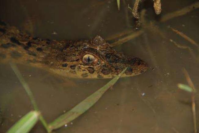 de Biodiversidade e Áreas Protegidas DIBAP Gerência de Fauna -