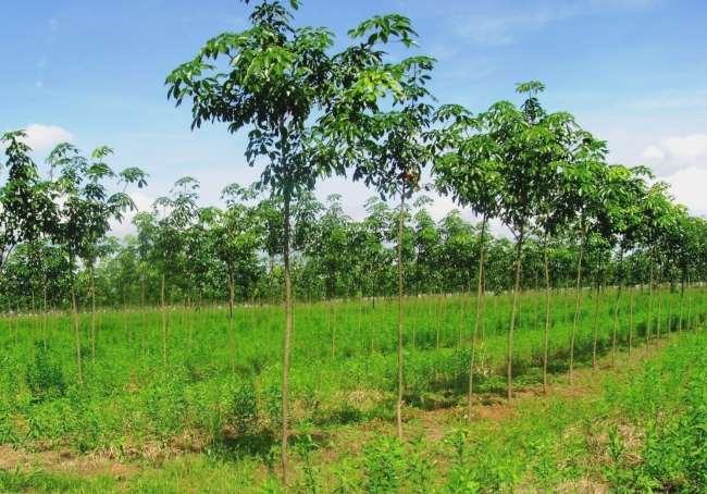 CUIDADOS Doenças, pragas e nematoides comuns Crot.