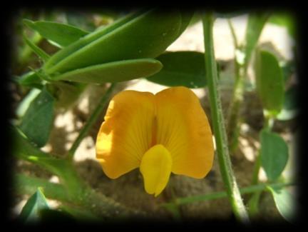 FLORAÇÃO Inicia-se aproximadamente aos 21-30 dias. No início da floração as plantas apresentam ainda um porte pequeno.