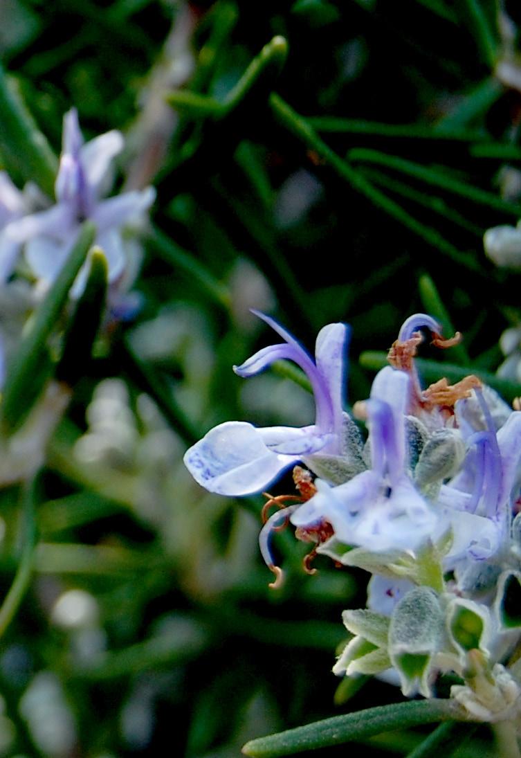 e t m lante ALECRIM ROSEMARY (Rosmarinus Officinalis) Na Antiga Grécia, os estudantes entrelaçavam os seus cabelos com Alecrim quando estudavam para os