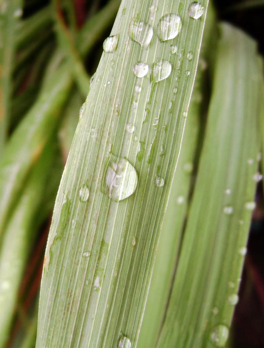 e t m lante CAPIM LIMÃO LEMONGRASS (Cymbopogon citratus ) Possui aroma cítrico, herbal, levemente lenhoso. É um óleo amareloalaranjado, originário da Índia.