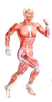 1. Introdução Por sistema osteomuscular entende-se um conjunto de estruturas corporais que abrangem músculos, tendões, articulações, ligamentos, nervos, estrutura óssea e cartilagem (Roman-Liu, 2013).