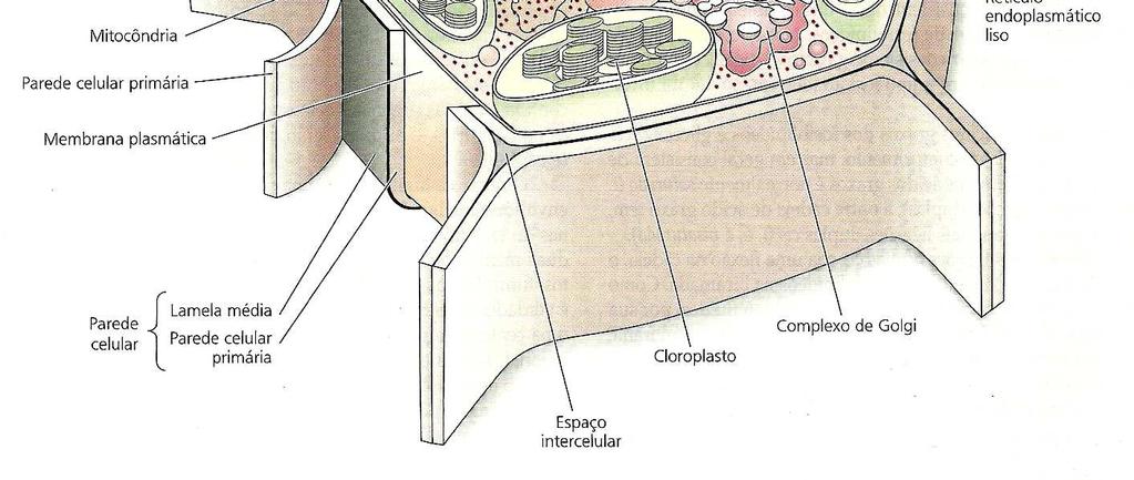 carboidratos a partir da assimilação do CO 2