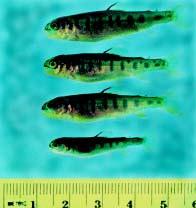 Efeitos sobre o estágio larval e embrionário do peixe: número de embriões mortos, peso e comprimento das larvas, etc Estudo do ciclo de vida: 260 a 300 dias Critério de seleção para os testes de